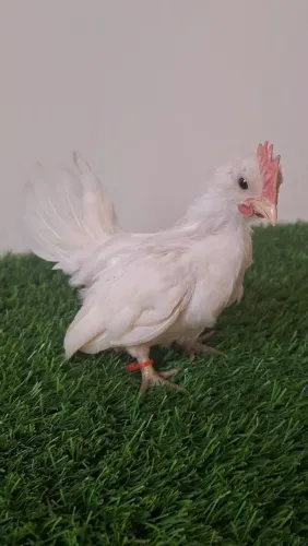 Mini Garnizé Nagasaki 