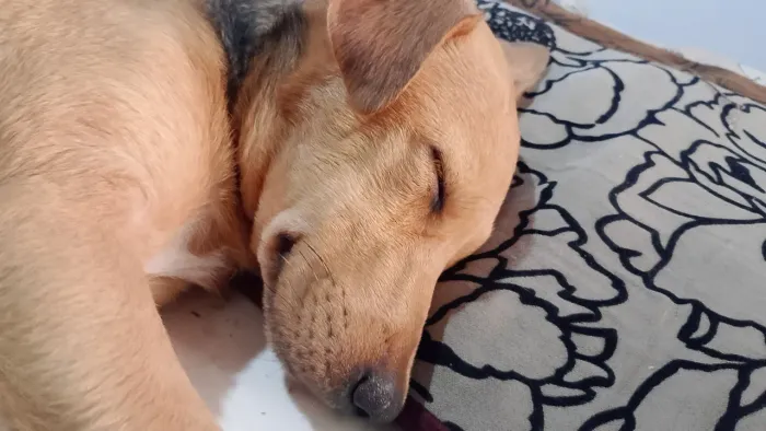 Cachorrinha para doação