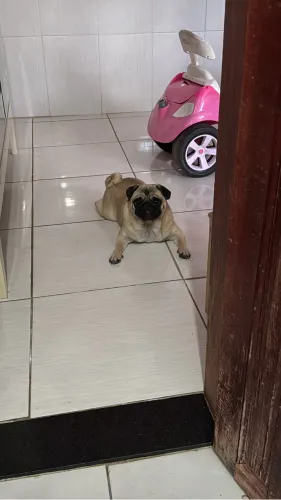Pug