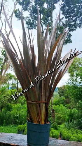 Promoção de Formio Rubro, Verde, Varegata