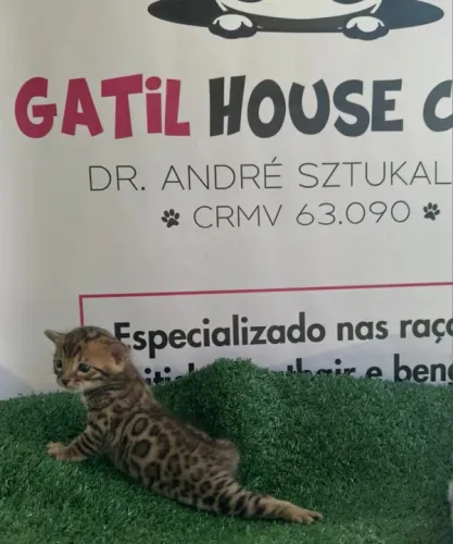 Gatinho Bengal