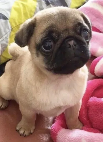 Filhote de Pug carinha de espanto