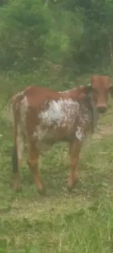 2 novilhas por 4.400