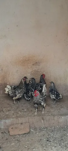 Sebrigt Prata