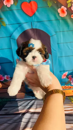Shihtzu tricolor para um novo lar