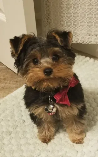 Filhotes Yorkshire Terrier perfeito e genética impecável