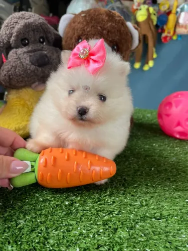  Spitz alemão mini fêmea creme 