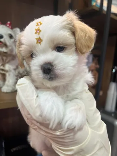 Lhasa Apso fêmea com microchip internacional e suporte pós-venda