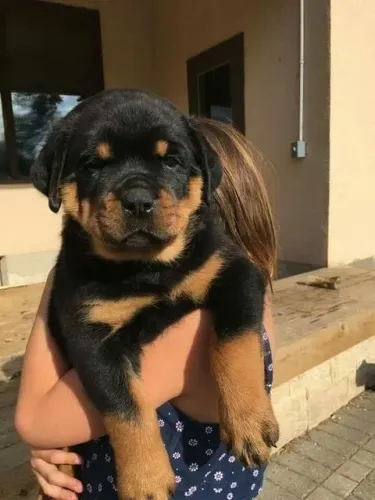 Filhote de Rottweiler