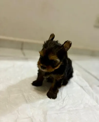 Yorkshire mini Fêmia