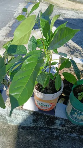 Mudas de plantas (ipê roxo)e sementes
