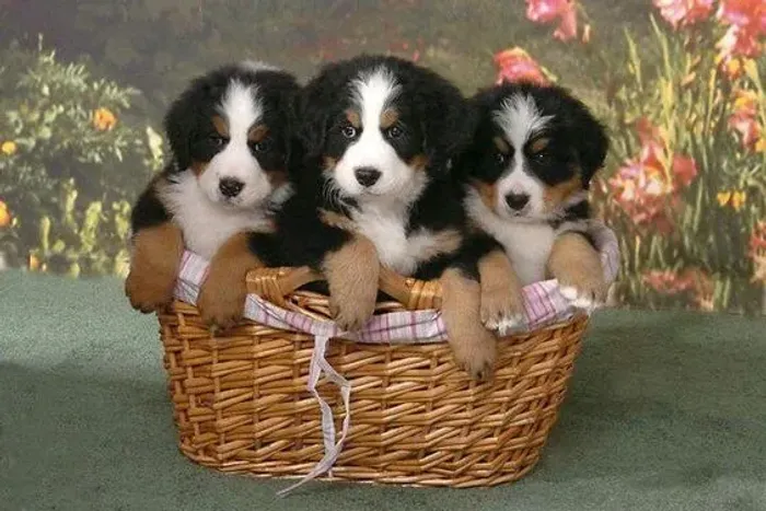 Filhotes de Bernese Mountain Dog à venda! ?