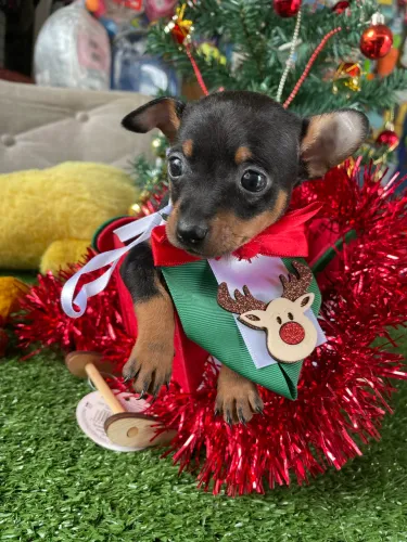 Pinscher macho $1.400,00