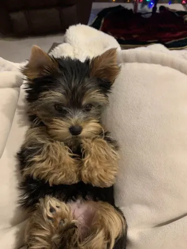 Filhote Yorkshire Terrier, Seja Recebido Com Muitas Lambidas e Carinho Todos os Dias!