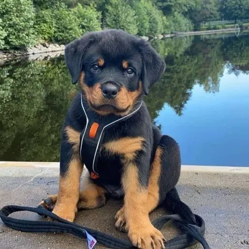 Filhote Rottweiler lindo como o lago