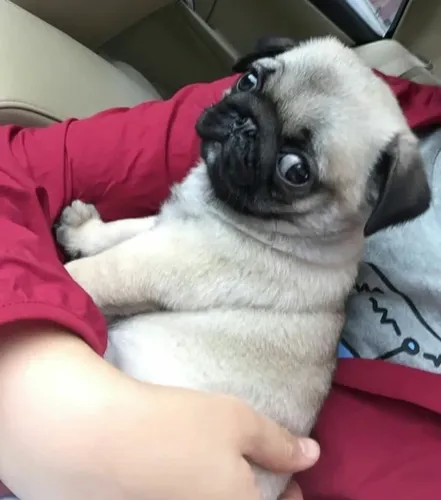Filhote de Pug Adorável e fofo  à Venda