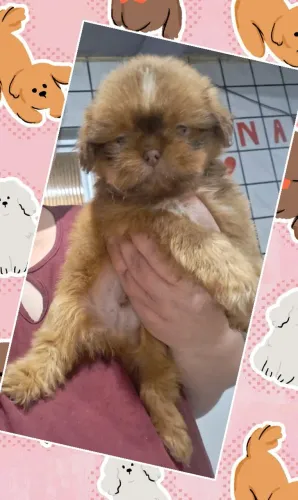 Lindos Machos de Shih Tzu