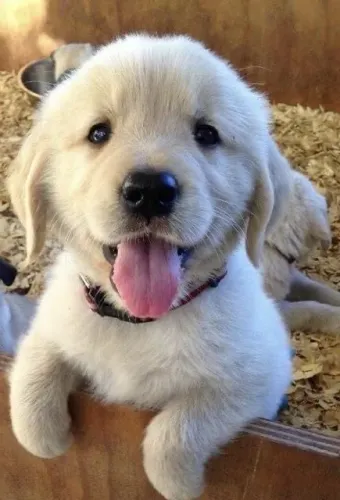 Golden Retriever - Quem Resiste A Esse Filhotinho