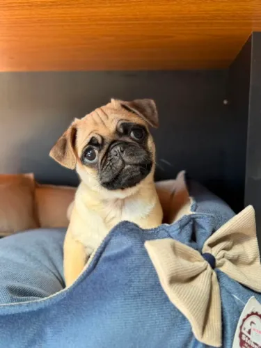 Pug