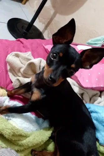 Cachorro filhote
