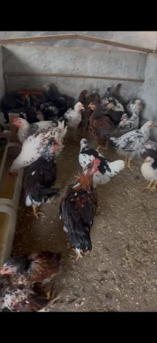 Frangos e frangas Gsb