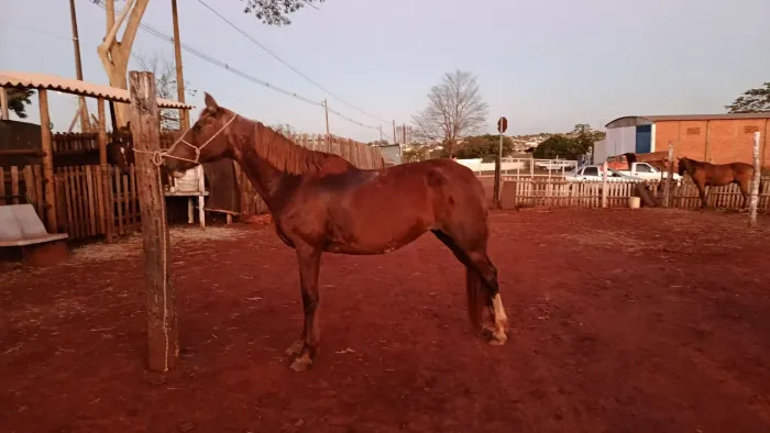 Linda Égua Mangalarga Paulista