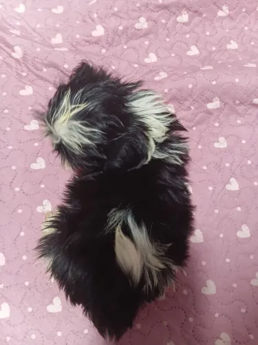 Lindo shiitzu macho ótima linhagem