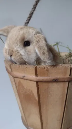 Mini Coelhos Coelhos anões