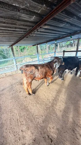 Vendo mini vaca