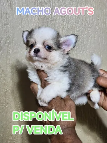 Chihuahau