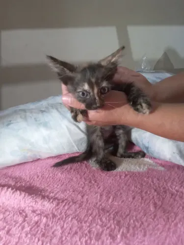 DOAÇÃO RESPONSÁVEL GAtos