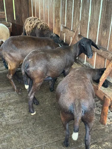 Carneiros a venda Santa Inês