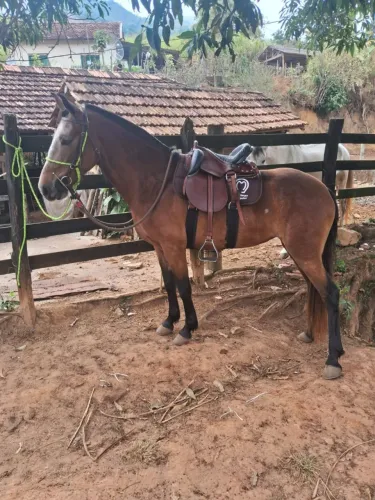 Vendo égua