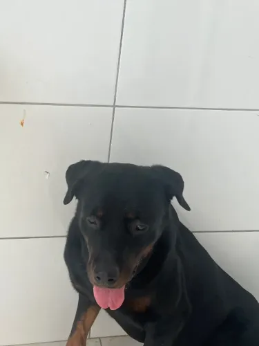 Cachorro rotwailer
