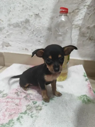pinscher n°1