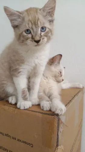 Os gatinhos mais lindos da cidade!