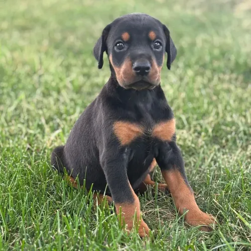 Dobermann: Segurança e elegância em um só cão.
