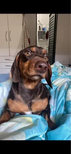 Procuro fêmea Dachshund para cruza (não é para fins lucrativos)!