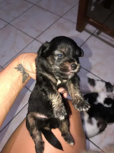 Filhote de shipoo shitzu+poodle toy