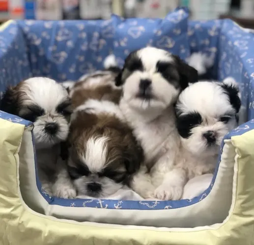 Shih tzu miniatura promoção