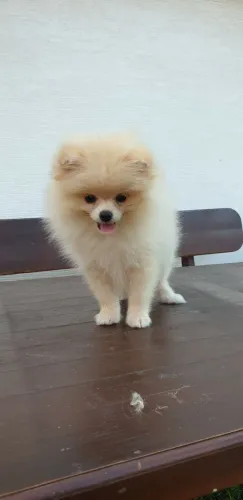 ?Filhotes de Spitz Alemão macho à venda - aproveite?