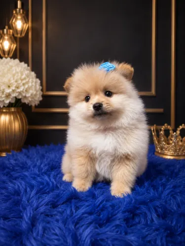 Lulu pomerania