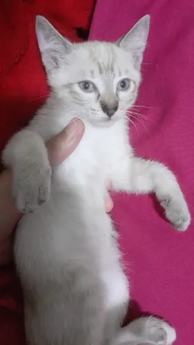 Doando gata filhote 