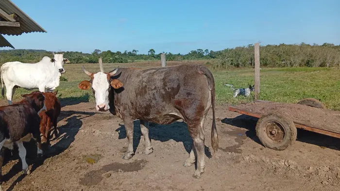 Novilhas cruzamento a venda