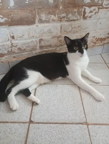 Gatinha frajola para adoção