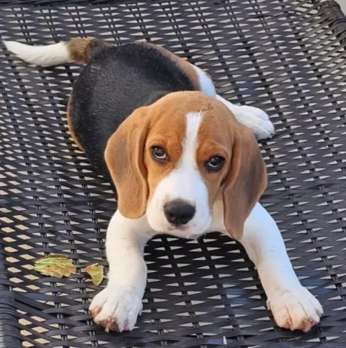 Beagles filhotes disponíveis