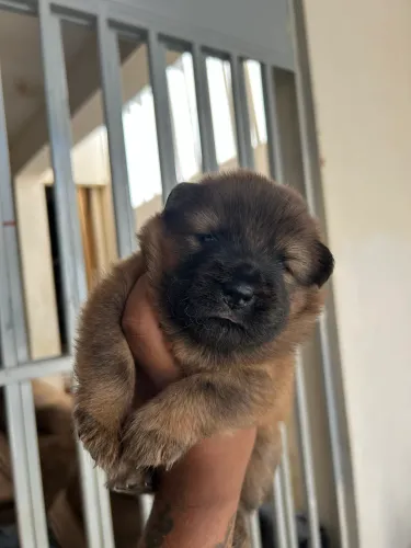 Filhote de chow chow