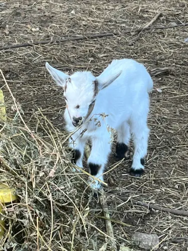 Mini cabra, mini cabrito macho