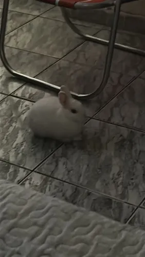 Coelho Netherland Dwarf