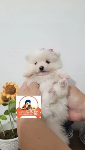 Spitz alemão Porte anãozinho. Feminhas e machinhos lindos